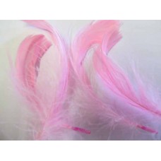Poultry Feather